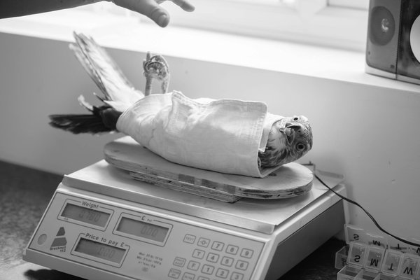 Nouvelles tendances en fournitures pour animaux : Les découvertes à surveiller