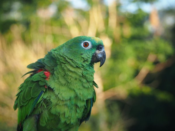 Les araignées: des auxiliaires de jardin précieux