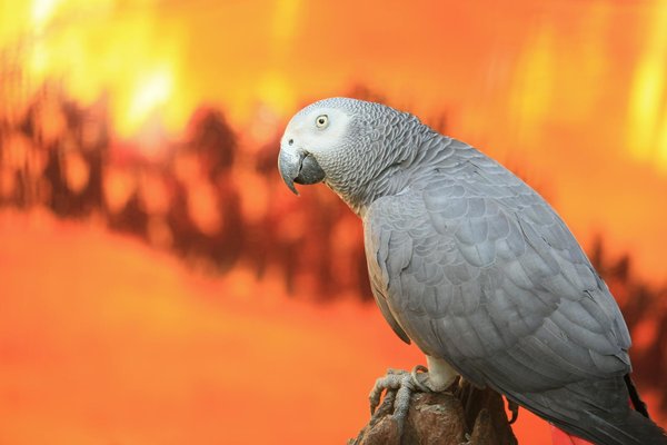 Découvrez les Nouvelles Réglementations sur la Protection des Animaux dans Votre Région